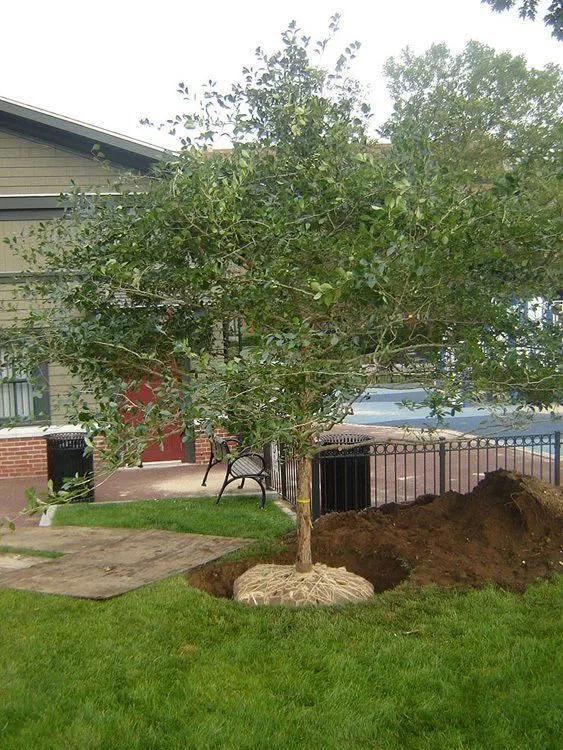 tree care near me