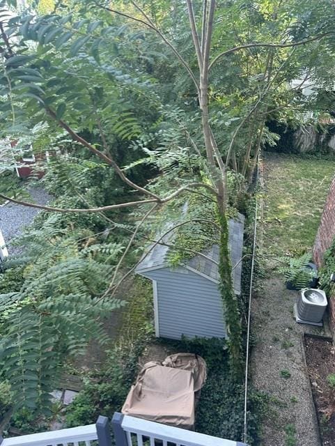 Overgrown rear yard in East Boston seen from a balcony, with a tree of heaven growing over the shed on the property line.