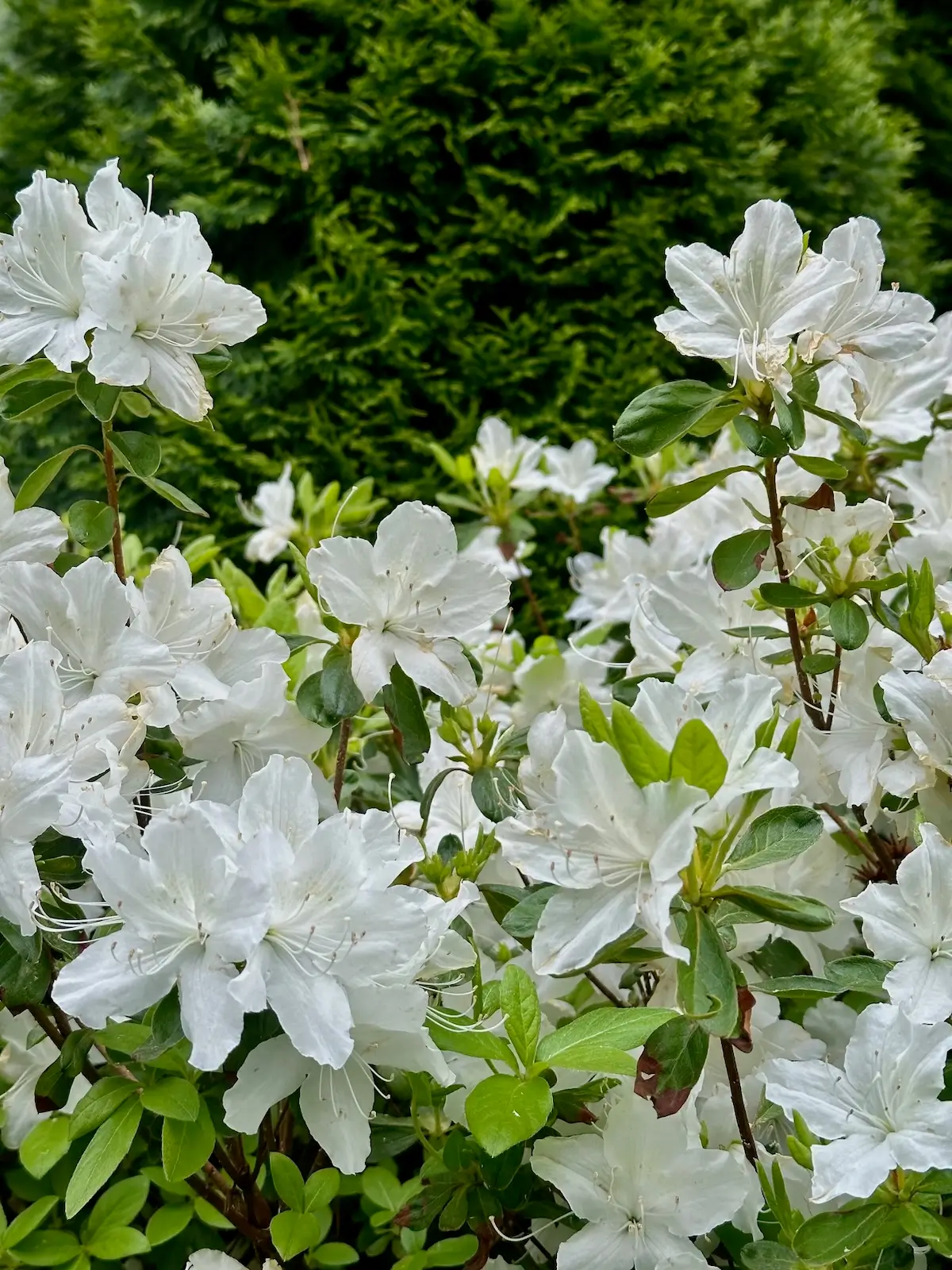 Close up of white flowers on a Newburyport property.