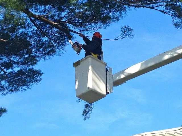 Professional Arborist | New Hampshire Professional arborist in a bucket truck trimming tree branches with a chainsaw against a clear blue sky in Southern New Hampshire.